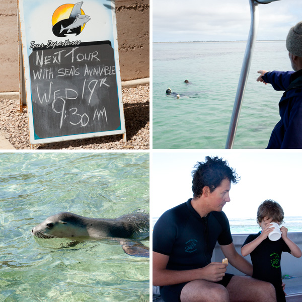 baird-bay-south-australia_dolphin-sea-lion-swimming