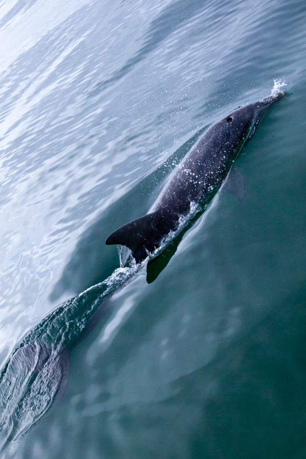 baird-bay-south-australia_dolphin-swimming